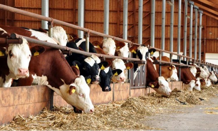 Yem ve Yem Katk� Maddeleri